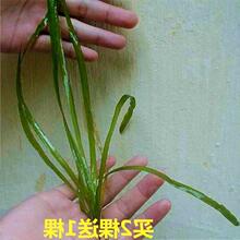 水生植物苦草苗四季鱼缸真水草净化水质池塘湖绿化虾蟹养殖苦草苗