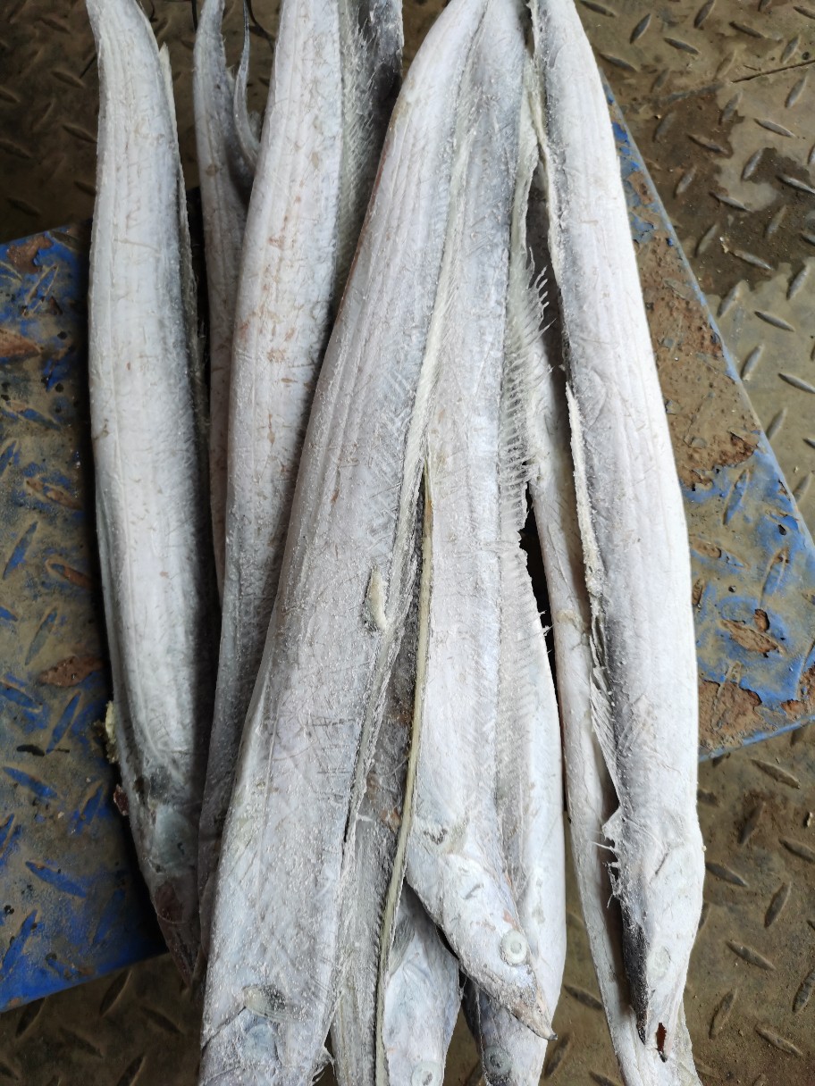 厂家批发渤海冷冻带鱼青岛沙子口本地刀鱼无冰衣顺丰一件代发