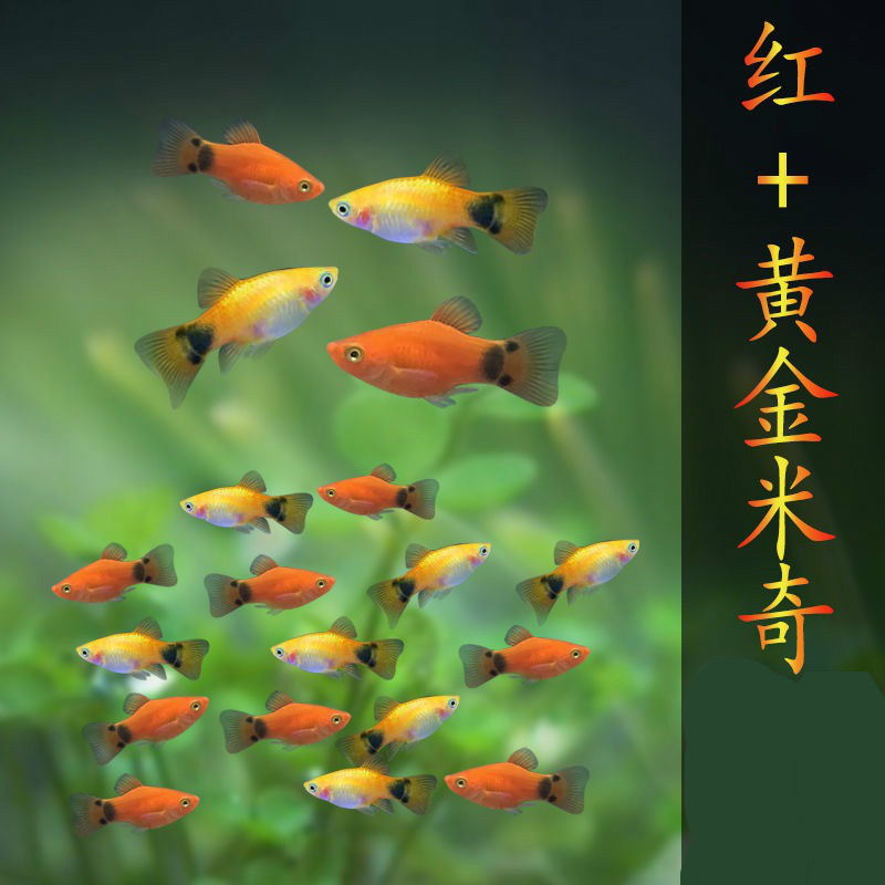 观赏鱼黄金米奇鱼胎生鱼红米奇鱼鱼小型孔雀鱼热带鱼冷水-阿里巴巴