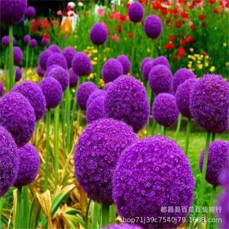 大花葱种子盆栽耐寒花卉硕葱种子室内外庭院观赏开花水仙百合种子