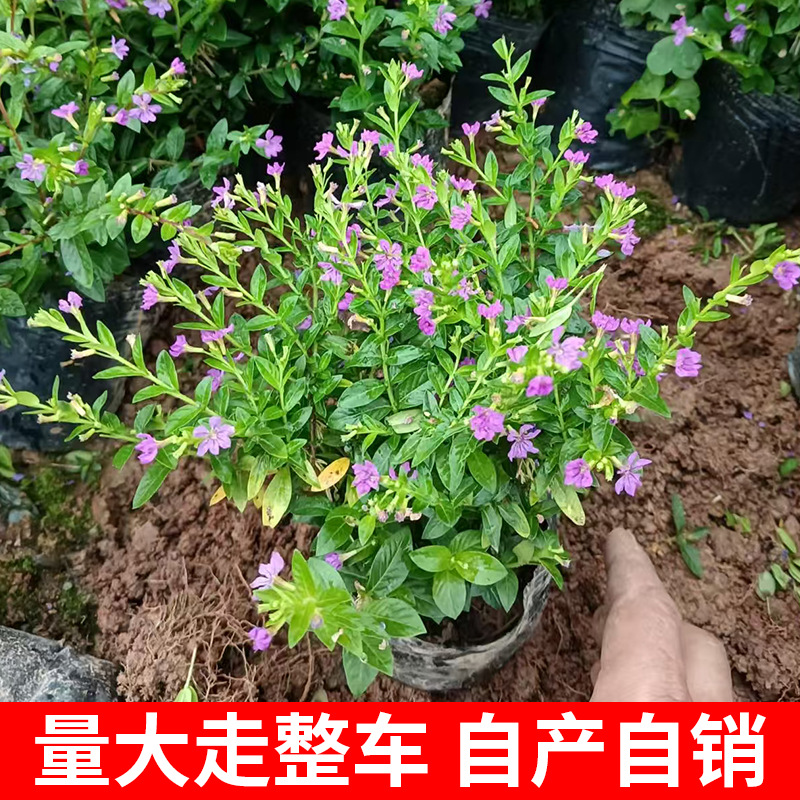 杜鹃花苗毛杜鹃小苗阳台盆栽花卉四季开花室外绿篱庭院绿化植物