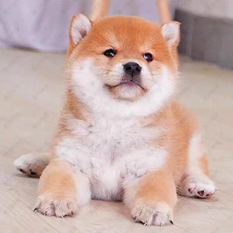 纯种柴犬幼犬活体宠物狗狗家庭犬小型犬黑色柴犬幼崽家养柴犬宠物