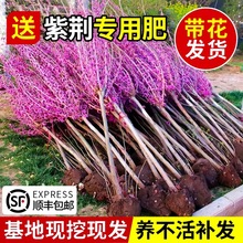 紫荆花树苗绿化植物室外庭院耐寒盆景四季花卉工程苗木丛生紫荆花