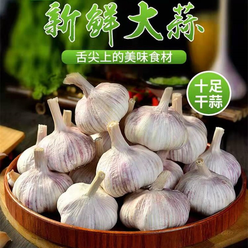 大蒜头新蒜3斤紫红皮白皮大蒜河南新干蒜当季批发新鲜蒜头