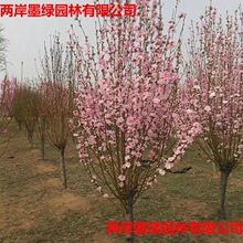 泰安苗木基地出售十几种花色绿化用桃树 红叶碧桃 龙珠碧桃