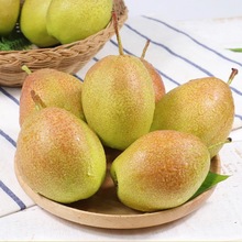 新疆香梨//斤新鲜水果当季批发梨子库尔勒整箱包邮红香酥梨