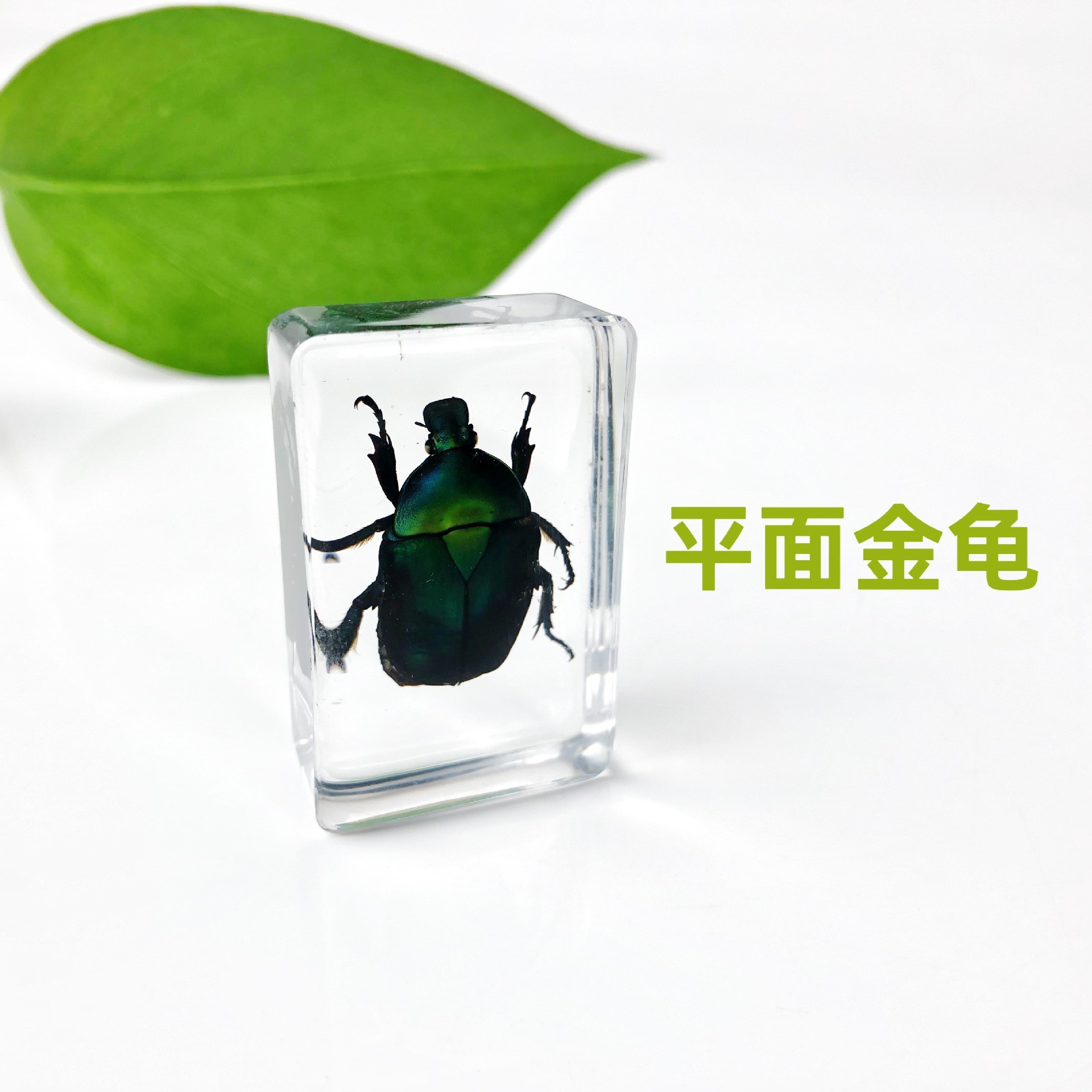 Insect Amber Specimen Science Popularization Teaching Aids Crafts Insect Specimen Preschool Education Inquiry Experiment