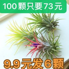 新手空气凤梨无土植物室内客厅桌面绿植盆栽花卉草花老人须红精灵