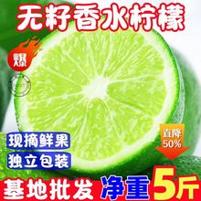 新鲜海南香水柠檬无籽小个青柠檬鲜果水果奶茶店专用厂家一件代发