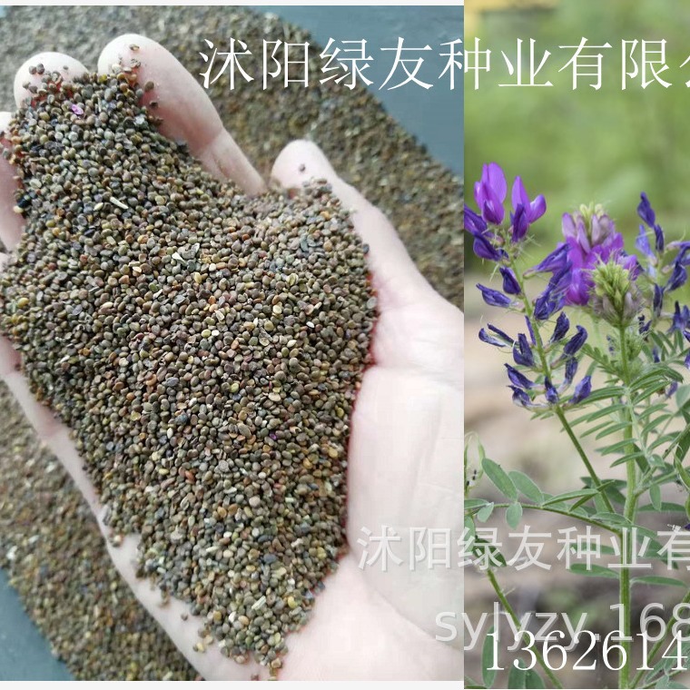 批发多年生草本植物 沙打旺种子沙打旺固土护坡 抗寒抗旱 抗风沙