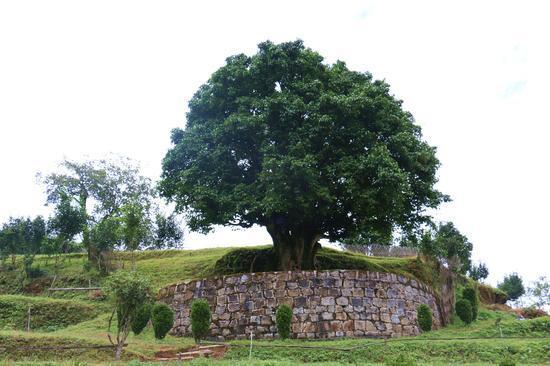 云南滇红 红茶样品20克 70年实力老厂传统工艺 古树红茶 蜜香型