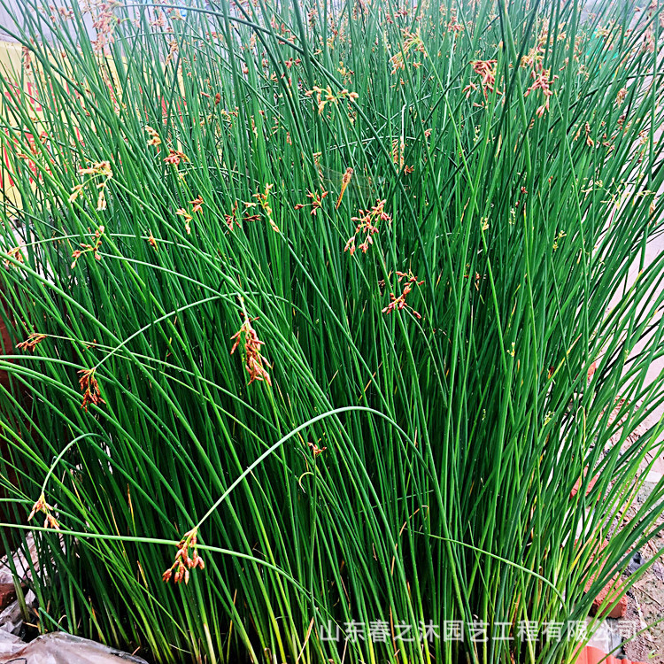 湖边浅水塘葱蒲水生植物水丈葱苗圃批发河道绿化景观水处理水葱苗