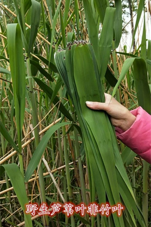 新鲜粽叶 粽子叶新鲜芦苇叶 野生棕叶 包粽子叶子 现摘发货