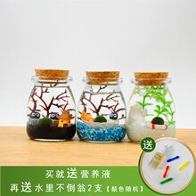 包邮海藻球微景观生态瓶水培球藻创意迷你植物室内盆栽绿植小礼物