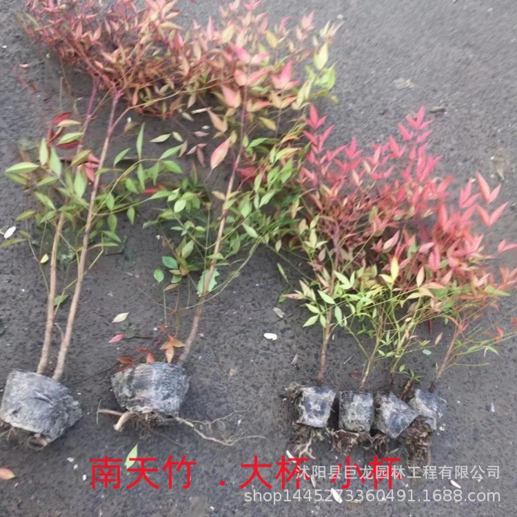 南天竹苗 南天竺 红叶南天竹 秋冬观叶植物 庭院植物 道路工程绿