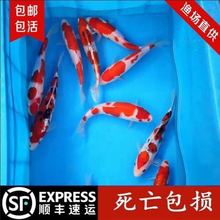 纯种锦鲤活鱼小型观赏鱼大型淡水冷水鱼日本大正三色锦鲤鱼招财鱼