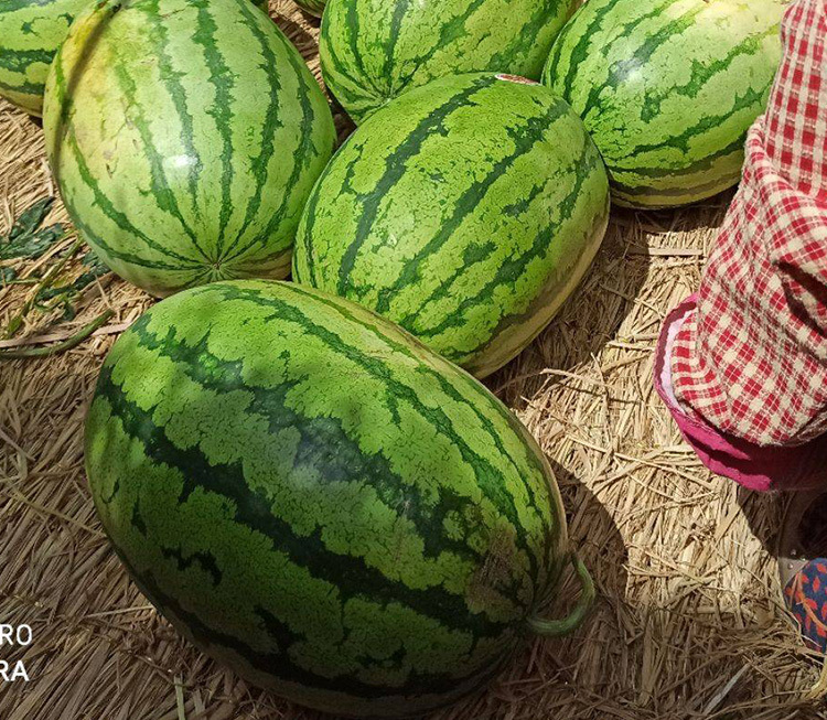 懒汉巨龙西瓜种子 农田菜地农户种植大果脆甜红瓤籽少水果西瓜籽