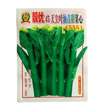 批发蔬菜种子丽隆45天尖叶油青甜菜心（555）菜心种子