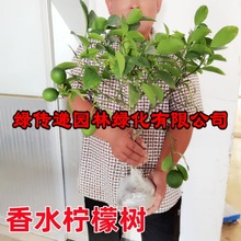 四季香水柠檬树苗无籽青柠果苗带土阳台盆栽北方种植柠檬树果树苗