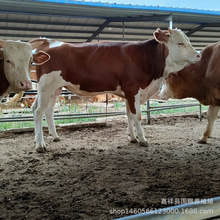 肉牛犊4-5个月小牛犊出售包踹 怀孕母牛改良鲁西黄牛肉牛苗