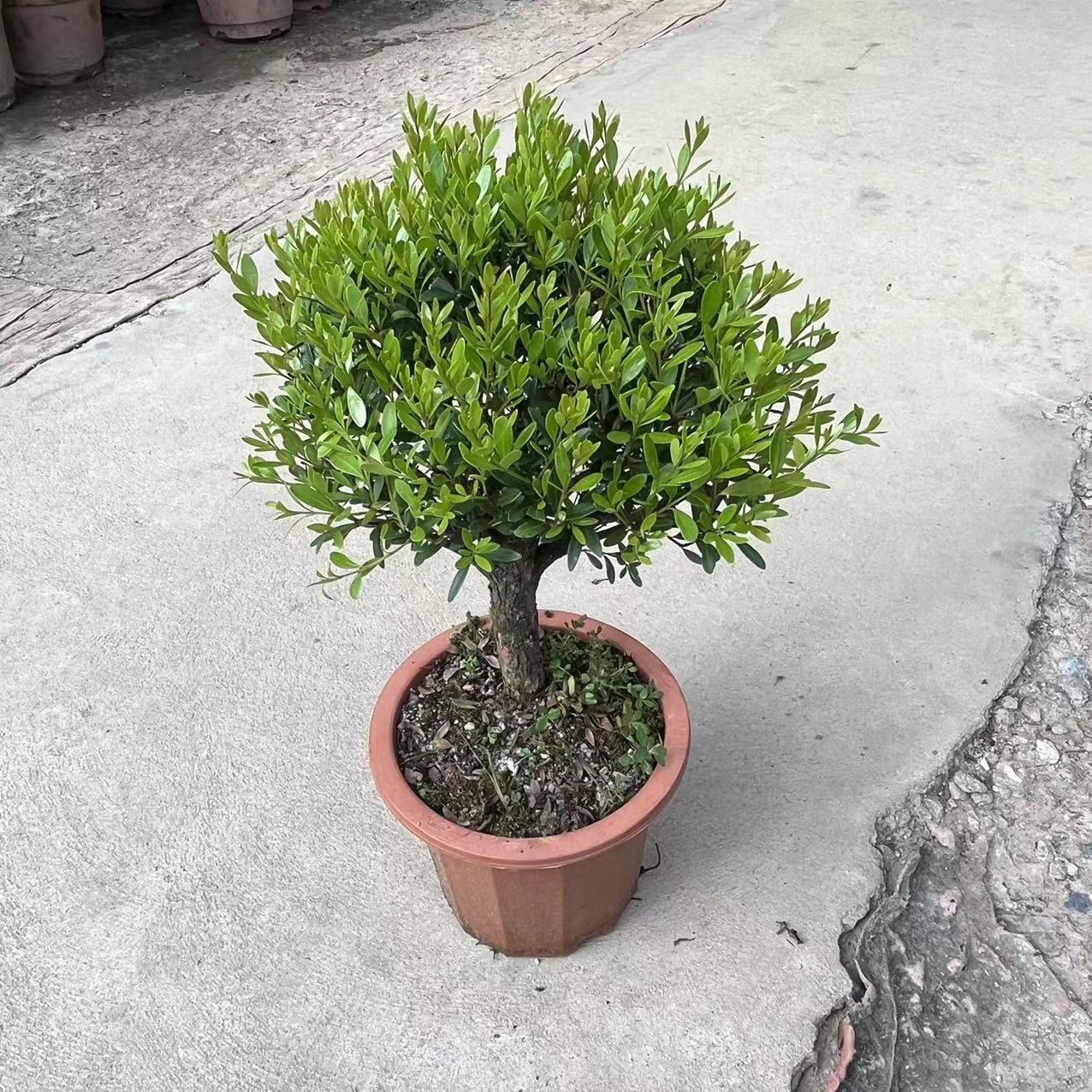 基地直批盆景单杆230赤楠耐寒耐热植物四季常青阳台室外好养