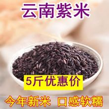 5斤云南墨江紫糯米紫米新米老品种黑糯米非黑米500血糯米