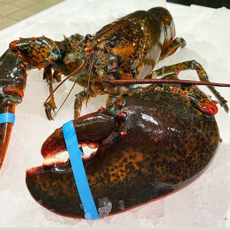 大龙虾活冻波士顿龙虾大波龙龙虾海鲜水产鲜活冷冻鳌虾澳龙速卖通