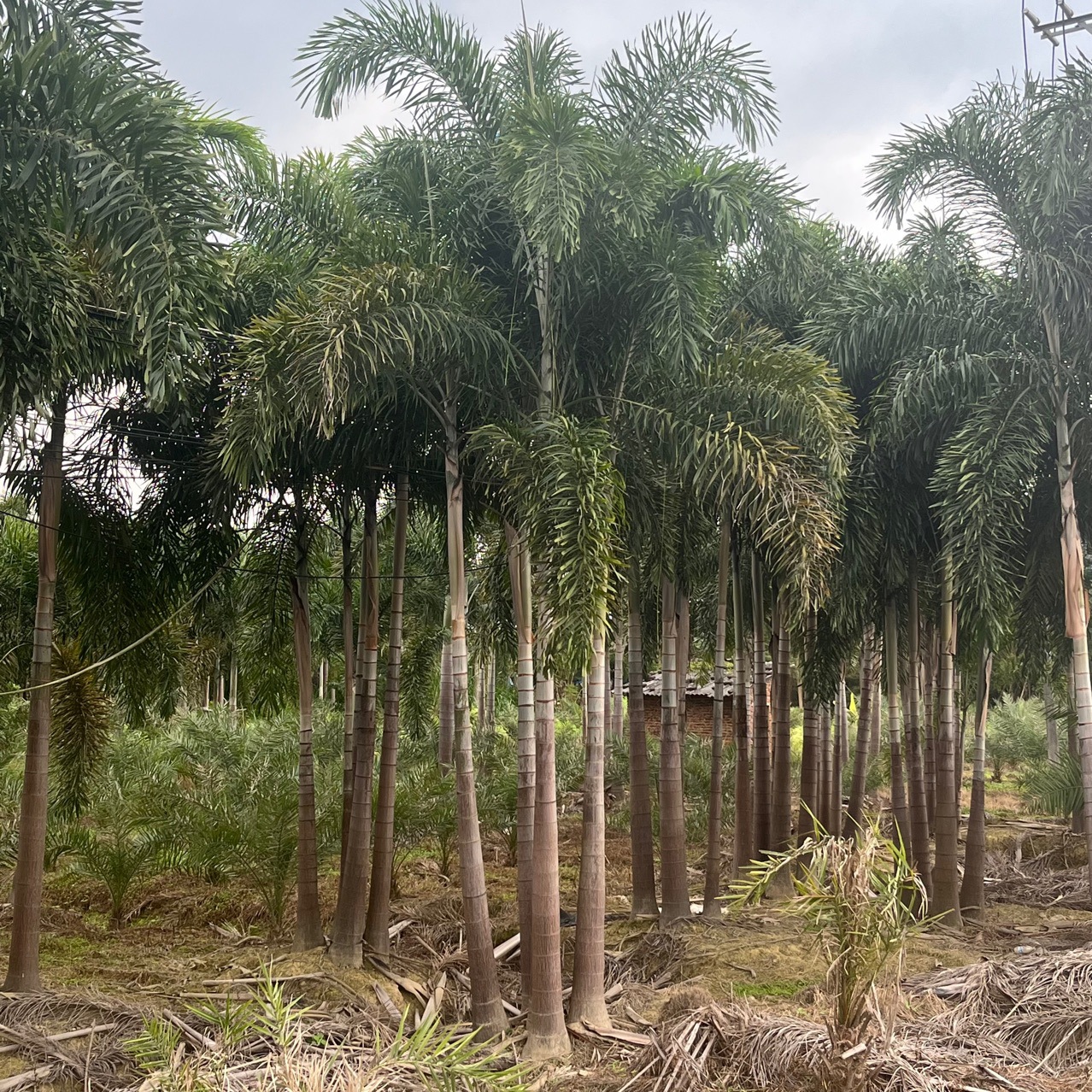 丛生狐尾椰子树狐尾椰批发全冠小区公园绿化首选-阿里巴巴