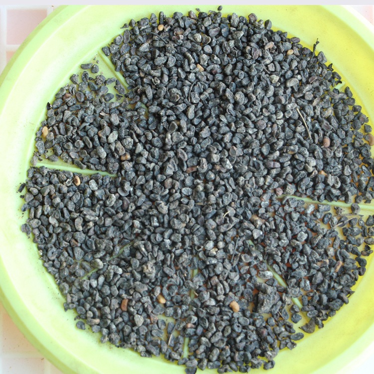 海桐种子批发量大优惠海桐种子价格发芽率高林木种子海桐