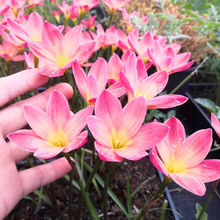 【常年开花】重瓣风雨兰清香型好养易活庭院阳台盆栽花卉耐寒耐热