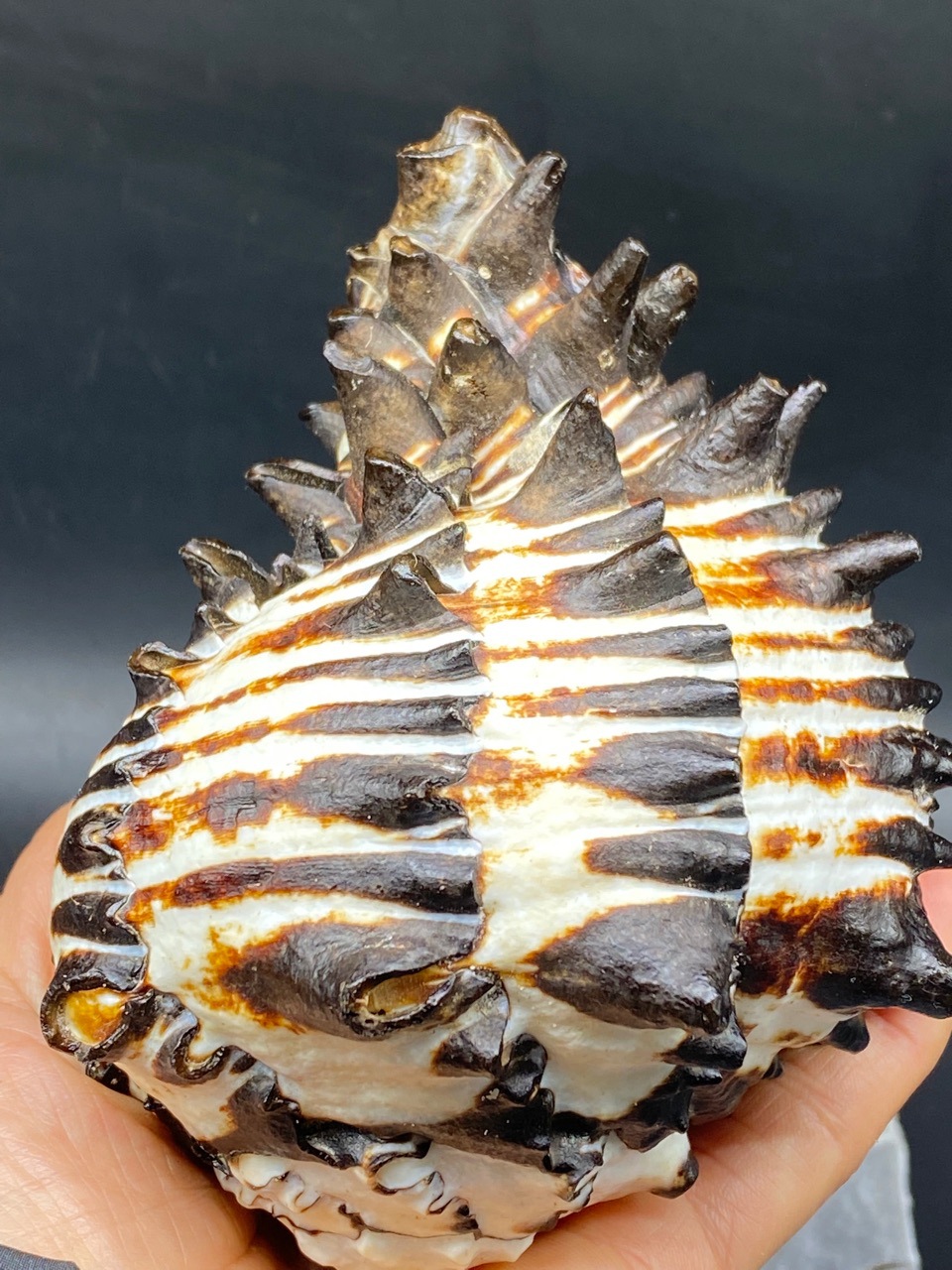 工厂直销 7-12厘米黑骨螺 天然深海海螺寄居蟹螺壳鱼缸水族装饰品