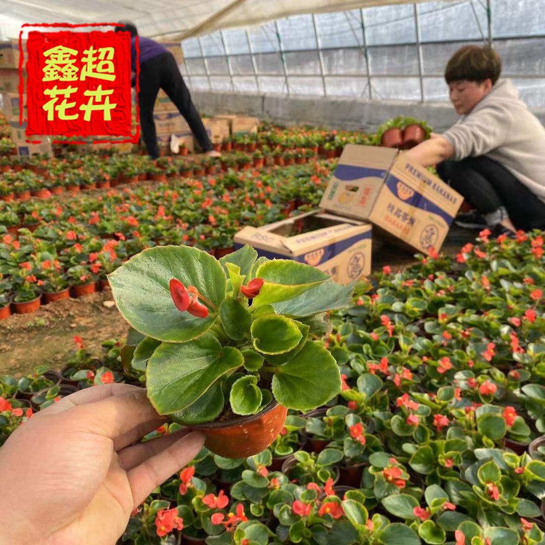 景观绿化四季海棠花苗 秋海棠 玻璃翠苗 工程绿化绿叶海棠种苗