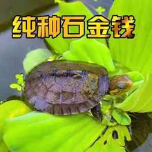 小乌龟活物批发摆地摊乌龟石金线龟南石幼南石龟苗金钱龟中国