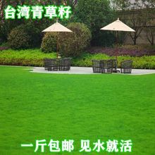 台湾2号草坪种子 结缕草种子 矮生四季青 草籽 优质草种台湾草