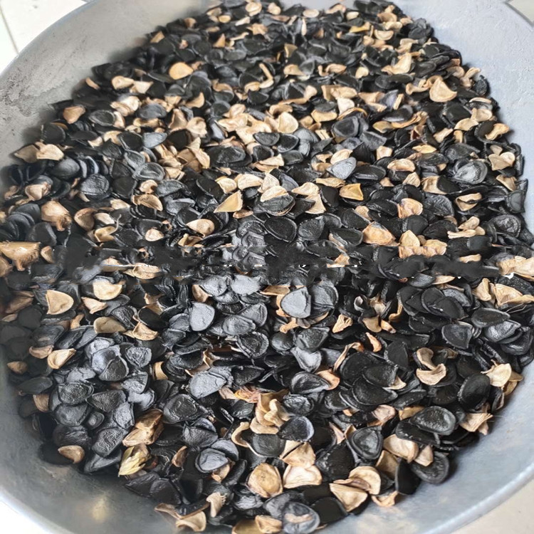 批发剑麻种子 丝兰 又名菠萝麻,龙舌兰科龙舌兰属是一种多年生热