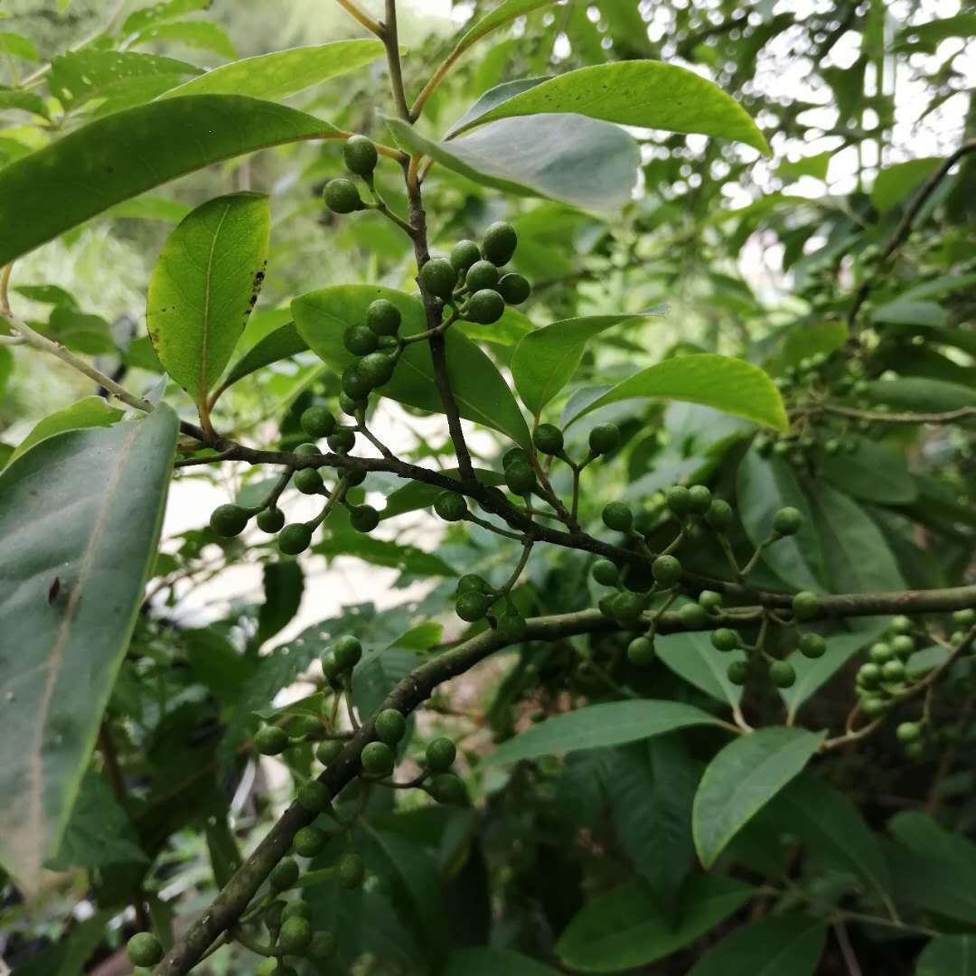 山胡椒新鲜现货现发山胡椒江西野生木姜子山苍子木浆子酱子包邮办