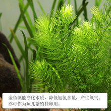 金鱼藻水草淡水水族箱鱼缸造景挂卵繁殖降低氨氮净化水质好养易活