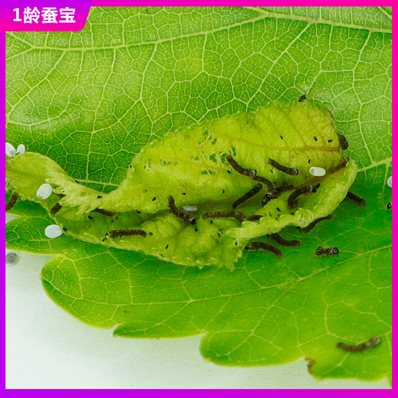 蚕宝宝活体春蚕幼虫活物儿童学生养蚕1龄234龄送新鲜桑叶小蚕套装