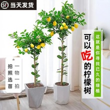 香水柠檬树苗绿植盆栽室内庭院好养绿植物可食用阳台花卉四季结果