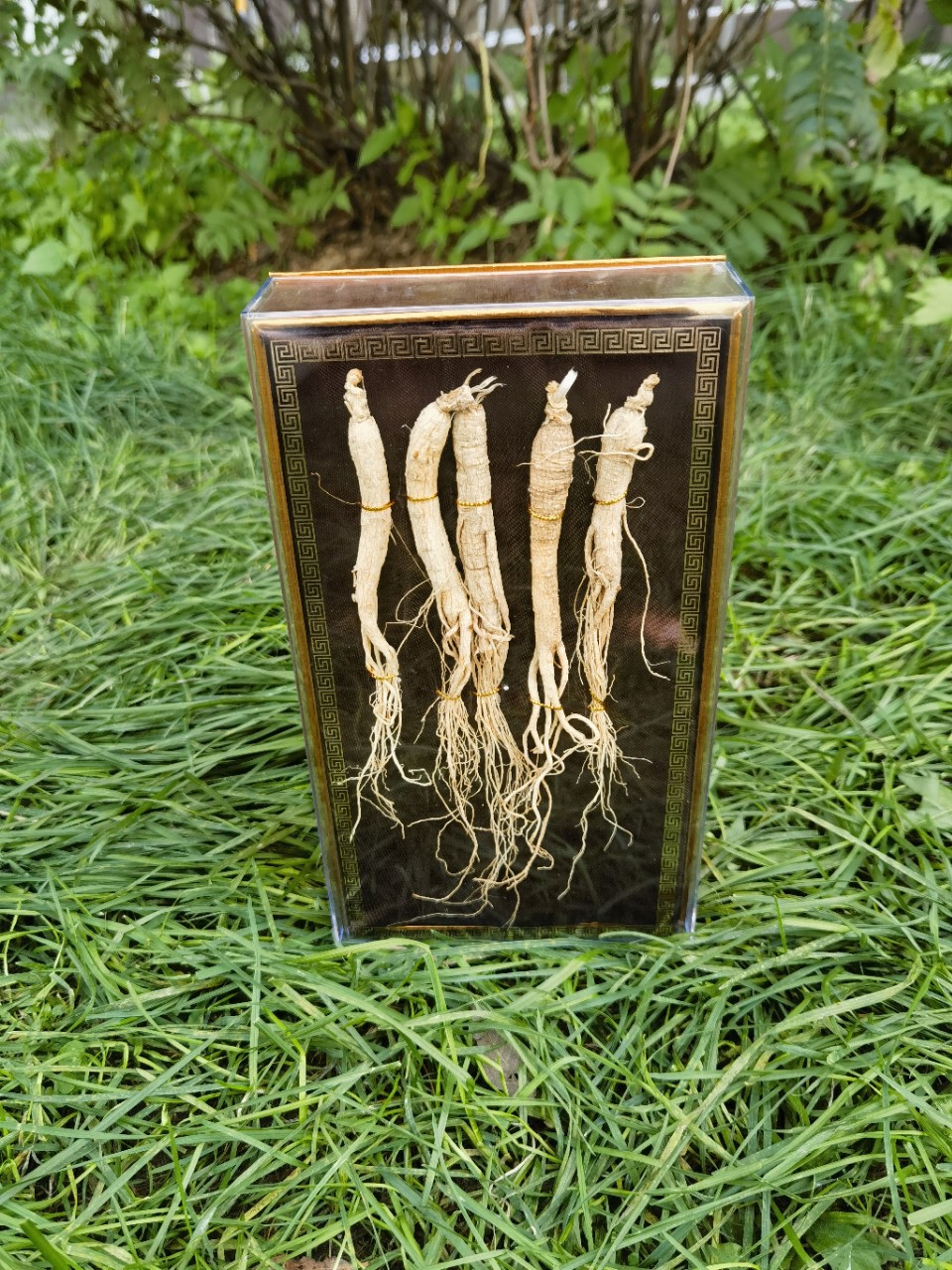 长白山人参干人参生晒参白参山参林下参高档礼盒东北特产5支35克