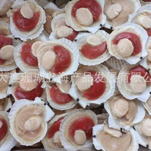 半壳贝、半壳虾夷贝、扇贝