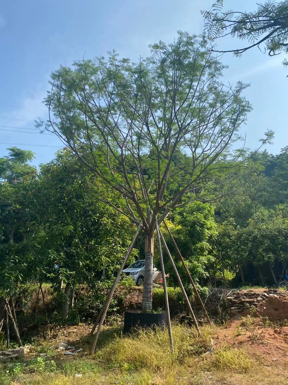 精品全冠凤凰木 红花楹凤凰木-阿里巴巴