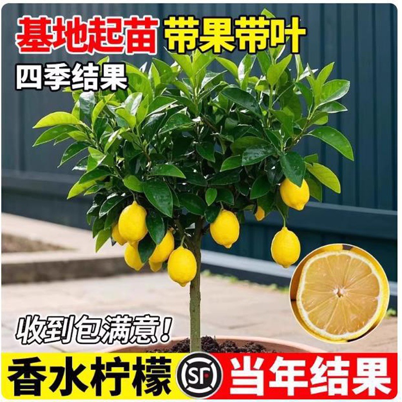 带果香水柠檬树苗盆栽室内室外结果无籽四季柠檬苗食用柠檬树果苗