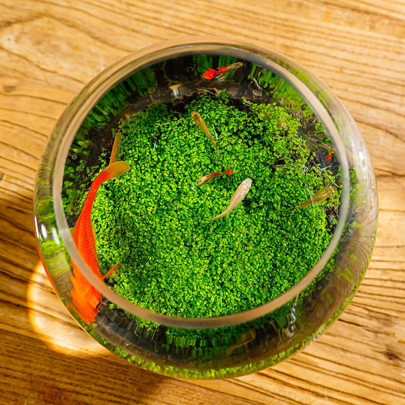 桌面养鱼景观造景鱼缸水培水草泥小鱼办公室加厚玻璃鼓缸斜口鱼缸