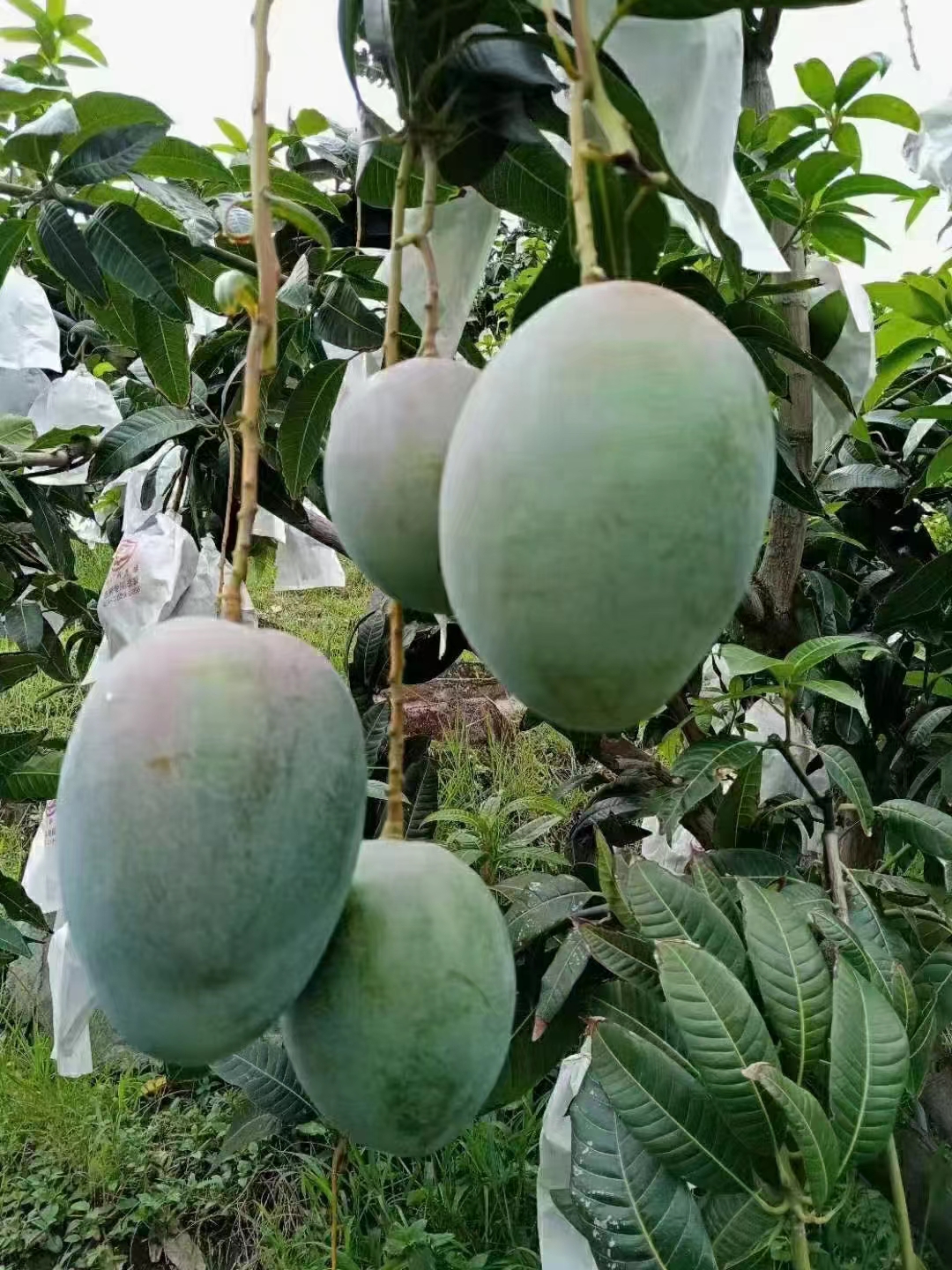 xc新鲜应季水果攀枝花当地凯特芒果大果彩箱装整箱10斤产地直发包