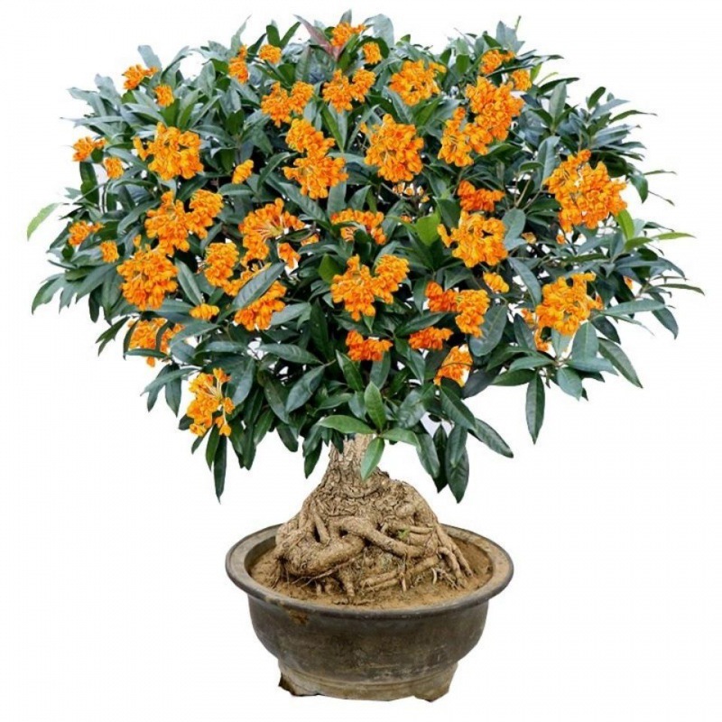 桂花树桂花树苗盆栽室内四季开花植物嫁接金桂丹桂沉香桂四季种植