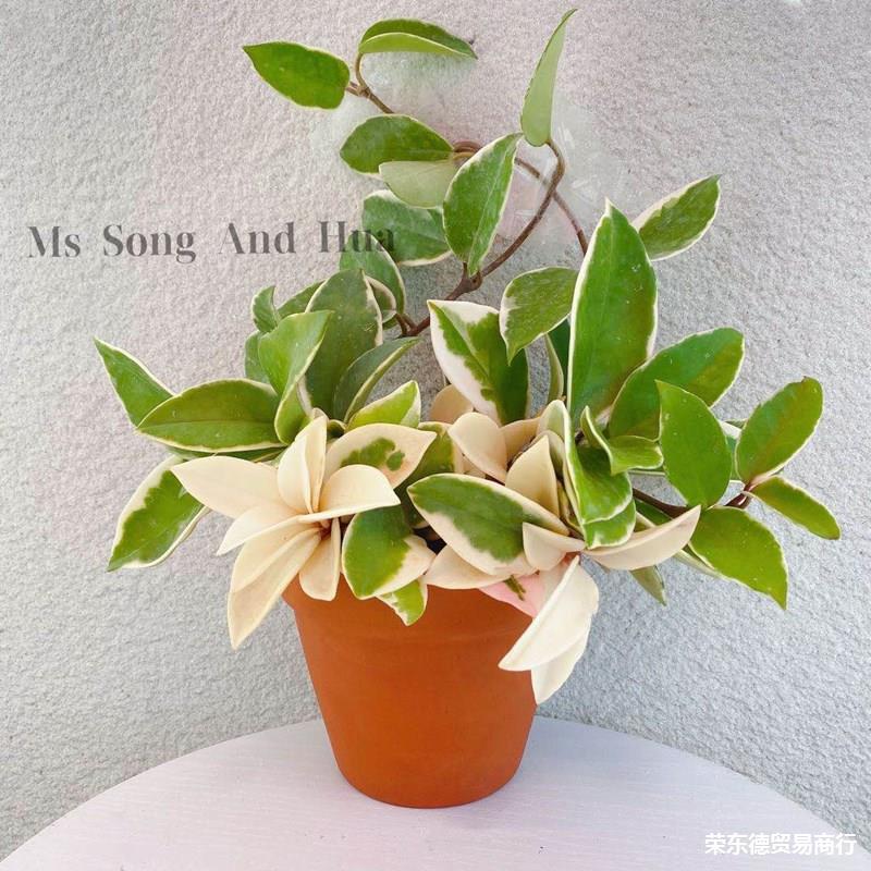 金边球兰 球兰锦 花叶球兰锦垂吊开花植物盆栽 三色球兰锦