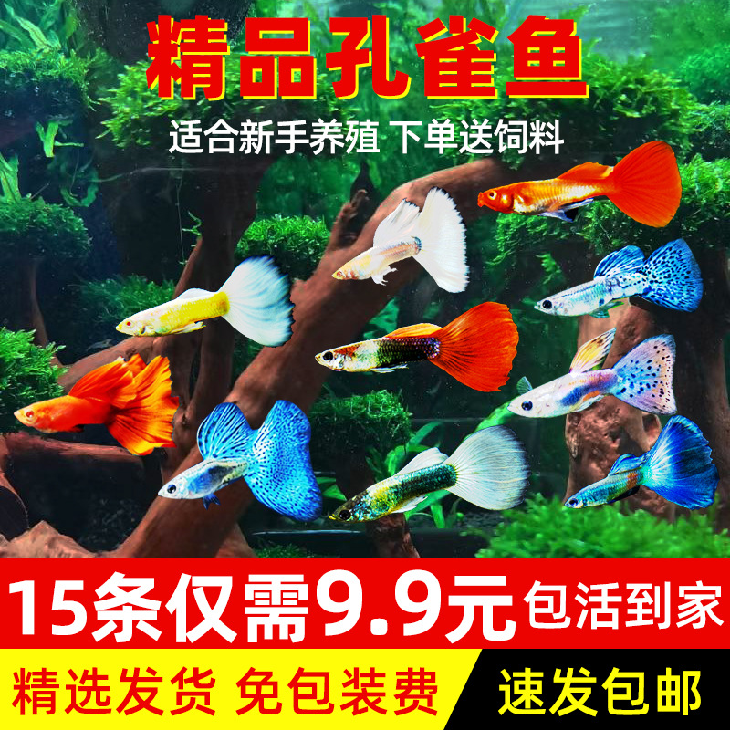 孔雀鱼纯种凤尾观赏鱼小型热带鱼活体淡冷水好养金鱼小鱼胎生鱼苗