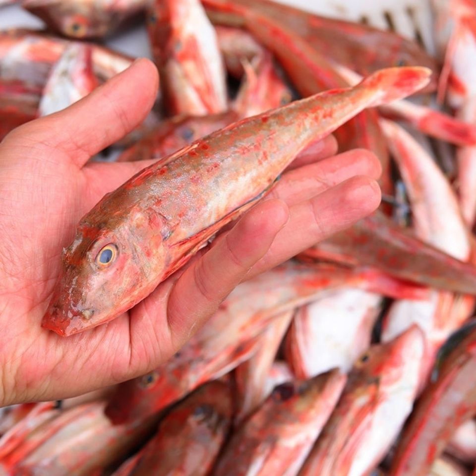 88成交19件红头鱼红娘子野生海捕海鱼红绣鞋鱼鲜活海