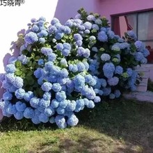 绣球开花卉盆栽室内四季植物庭院阳台花苗无尽夏带花苞耐寒老桩巧